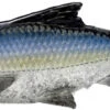 Savage Gear Pulse Tail Shiner LB Swimbait - 4in - Sexy Shad -Fishing Promotion Store savage gear 2541 pulse tail shiner lb swimbait 95326.1651281042